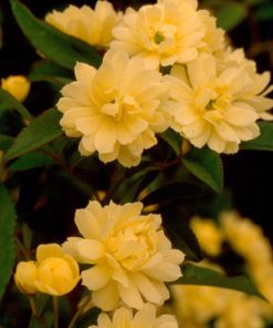 Yellow Lady Banks Rose (2.5 Gallon) Thornless Blooming Vine - Full Sun Live Outdoor Plant