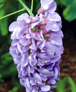 Amethyst Falls Wisteria (2.5 Gallon) Flowering Deciduous Vine with Lavender-Purple Blooms - Full Sun to Part Shade Live Outdoor Plant