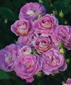 Heirloom Roses - Arctic Blue Floribunda Live Plant - Pink Roses For Planting