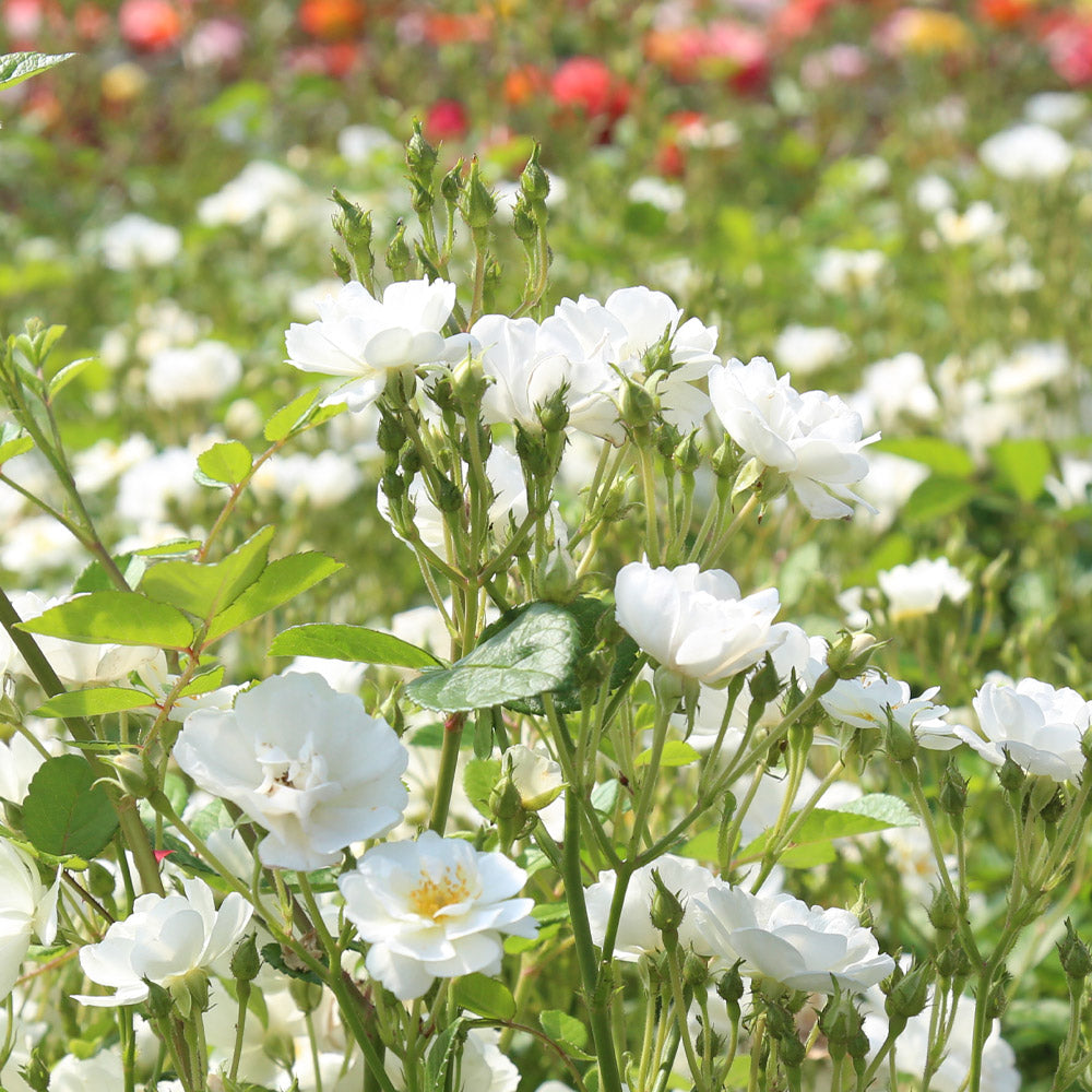 189649B5-AA3D-91CC-AD3A-444C58028675