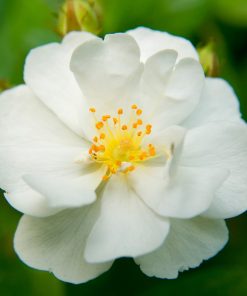 Heirloom Roses White Rose Bush - Cassie Shrub Rose Plant - Live Plants For Garden