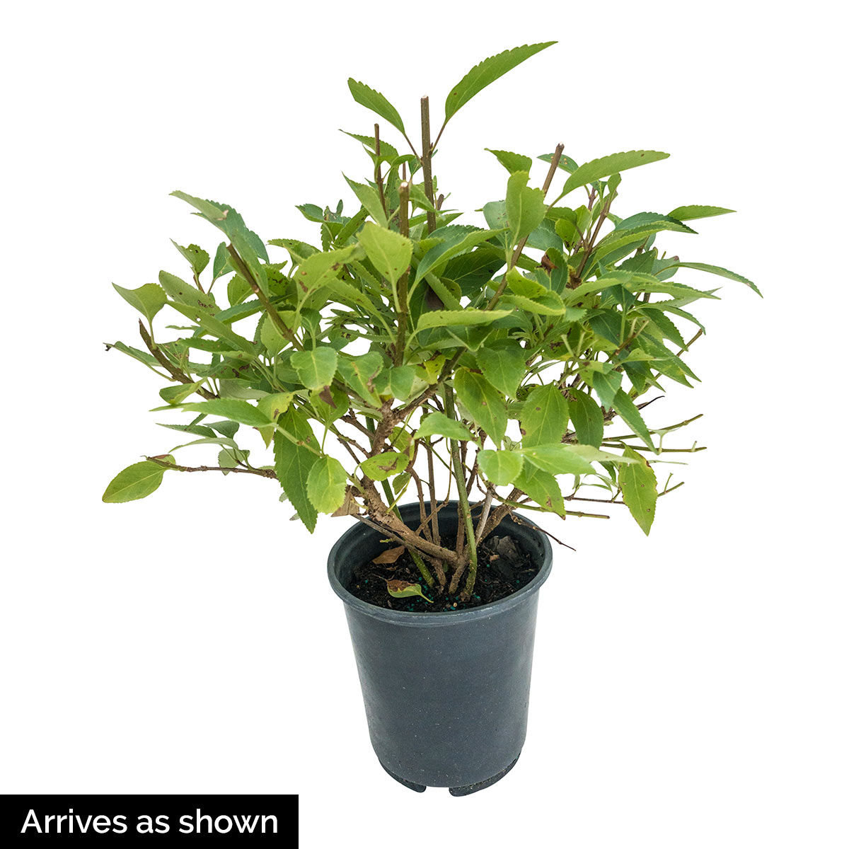 4B75D29F-15C6-CED2-438A-08AC6B8EE111