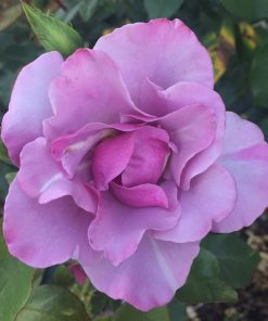 Heirloom Roses - Blueberry Hill Shrub Rose Plant - Lavender Colored Live Plant