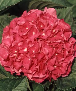 Merritt's Supreme Pink Hydrangea (2.5 Gallon) Flowering Deciduous Shrub - Part Sun Live Outdoor Plant