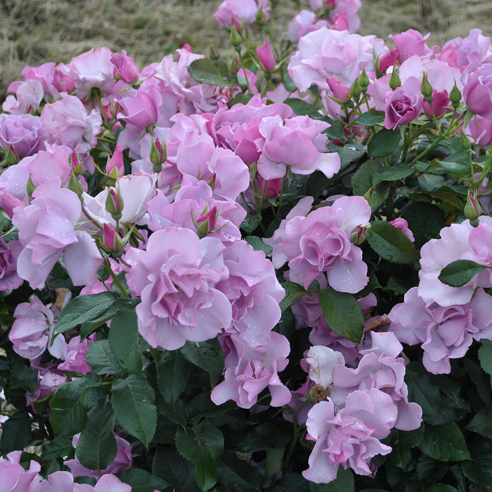 B791AD49-B78F-75B7-C2F7-A8F4D98069A4