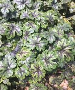 3 Tapestry Heucherella in 3.5 inch pots
