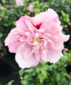 Strawberry Smoothie Rose of Sharon Althea Deciduous Flowering Shrub, grown in a 2.25 Gallon Pot (1-Pack)