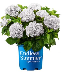 Endless Summer Blushing Bride Hydrangea Live Shrub (2 Gallon)